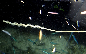 Polychaete Swimming Worm