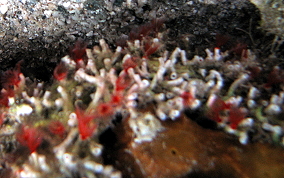 Red Colonial Tube Worm - Filogranella elatensis