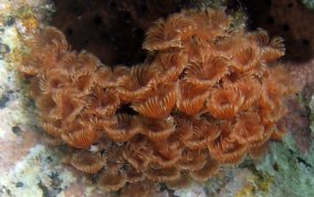 Social Feather Duster Worms - Bispiria brunnea