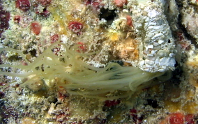 Spaghetti  Worms - Eupolymnia crassicornis