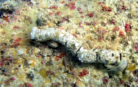 Spaghetti  Worms - Eupolymnia crassicornis