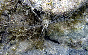 Spaghetti  Worms - Eupolymnia crassicornis