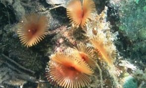 Split-Crown Feather Duster Worm - Anamobaea orstedii 