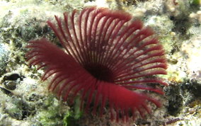 Split-Crown Feather Duster Worm - Anamobaea orstedii 