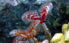 Split-Crown Feather Duster Worm - Anamobaea orstedii 