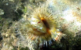 Star Horseshoe Worm - Pomatostegus stellatus