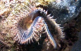 Star Horseshoe Worm - Pomatostegus stellatus