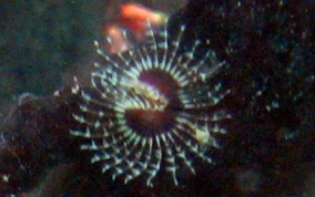 Tube Worm