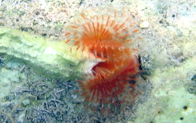 Split-Crown Feather Duster Worm - Anamobaea orstedii 