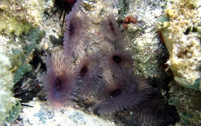 Variegated Feather Duster Worm - Bispira variegata