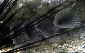 Variegated Feather Duster Worm - Bispira variegata