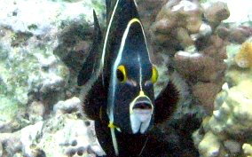 French Angelfish - Pomacanthus paru 