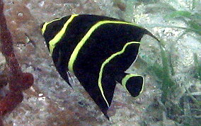 French Angelfish - Pomacanthus paru 