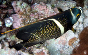 French Angelfish - Pomacanthus paru 