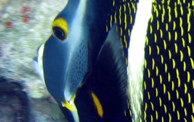 French Angelfish - Pomacanthus paru 