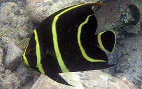 French Angelfish - Pomacanthus paru 