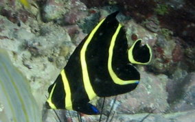 French Angelfish - Pomacanthus paru 