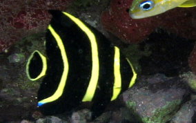 French Angelfish - Pomacanthus paru 