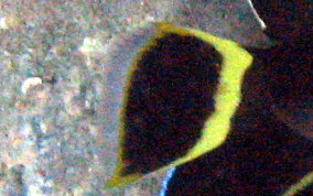 Gray Angelfish - Pomacanthus arcuatus