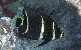 Gray Angelfish - Pomacanthus arcuatus