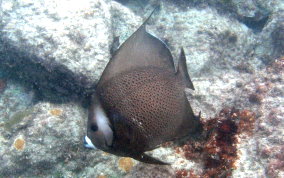 Gray Angelfish - Pomacanthus arcuatus