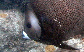 Gray Angelfish - Pomacanthus arcuatus