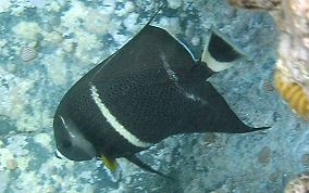 Gray Angelfish - Pomacanthus arcuatus