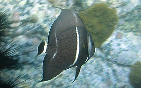 Gray Angelfish - Pomacanthus arcuatus