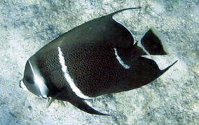 Gray Angelfish