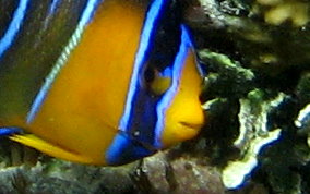 Queen Angelfish - Holacanthus ciliaris