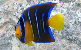 Queen Angelfish - Holacanthus ciliaris