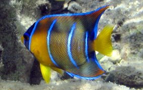 Queen Angelfish - Holacanthus ciliaris