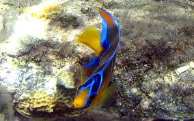 Queen Angelfish - Holacanthus ciliaris