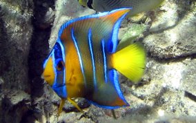 Queen Angelfish - Holacanthus ciliaris