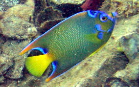 Queen Angelfish - Holacanthus ciliaris