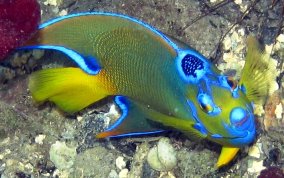 Queen Angelfish - Holacanthus ciliaris