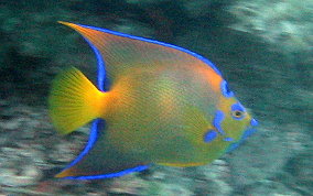 Queen Angelfish - Holacanthus ciliaris