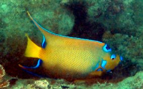 Queen Angelfish - Holacanthus ciliaris