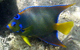 Queen Angelfish - Holacanthus ciliaris