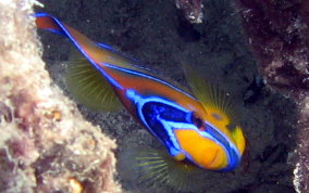 Queen Angelfish - Holacanthus ciliaris