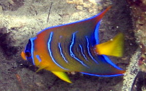 Queen Angelfish - Holacanthus ciliaris