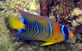 Queen Angelfish - Holacanthus ciliaris