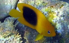 Rock Beauty - Holacanthus tricolor