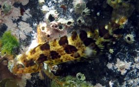 Barfin Blenny - Malacoctenus versicolor