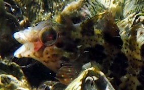 Barfin Blenny - Malacoctenus versicolor