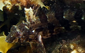 Barfin Blenny - Malacoctenus versicolor