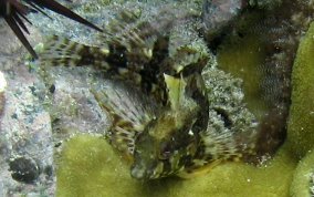 Barfin Blenny - Malacoctenus versicolor