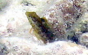 Dusky Blenny - Malacoctenus gilli