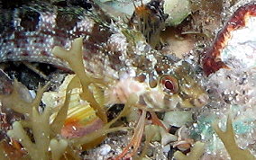 Dusky Blenny - Malacoctenus gilli