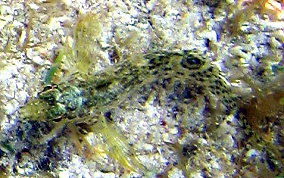 Dusky Blenny - Malacoctenus gilli